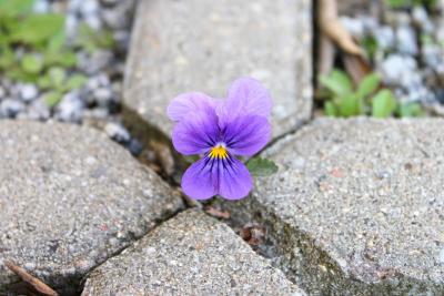 JARDINIERE ȘI GHIVECE LA MODĂ ÎN ACEASTĂ PRIMĂVARĂ